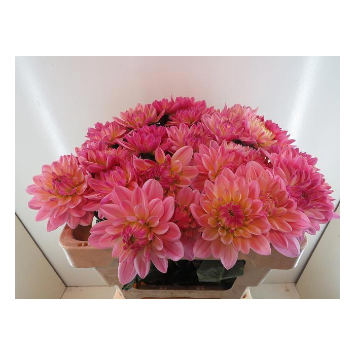 <h4>Dahl Dec Pink Magic</h4>