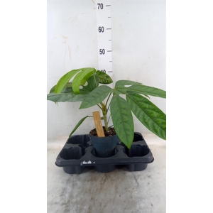 Planten Groen   ...L%