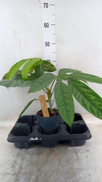 <h4>Planten Groen   ...L%</h4>