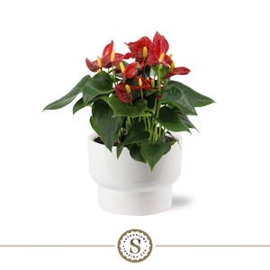 Athene Keramiek White - Red