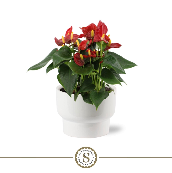 <h4>Athene Keramiek White - Red</h4>