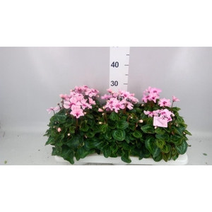 Cyclamen KL 'Illusia'
