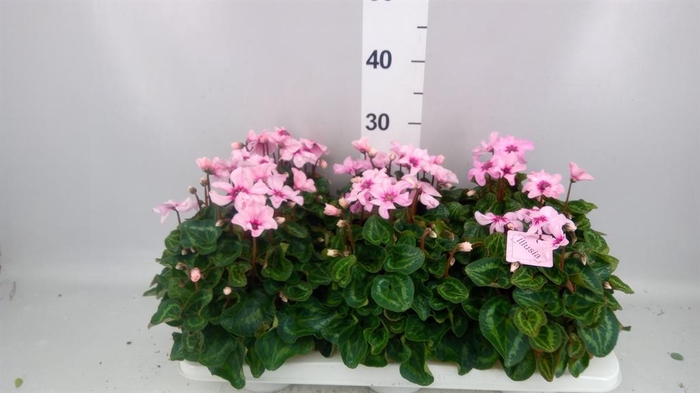 <h4>Cyclamen KL 'Illusia'</h4>