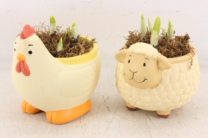 <h4>arr4 Narcis HF - Ker. kip/schaap mix x6</h4>