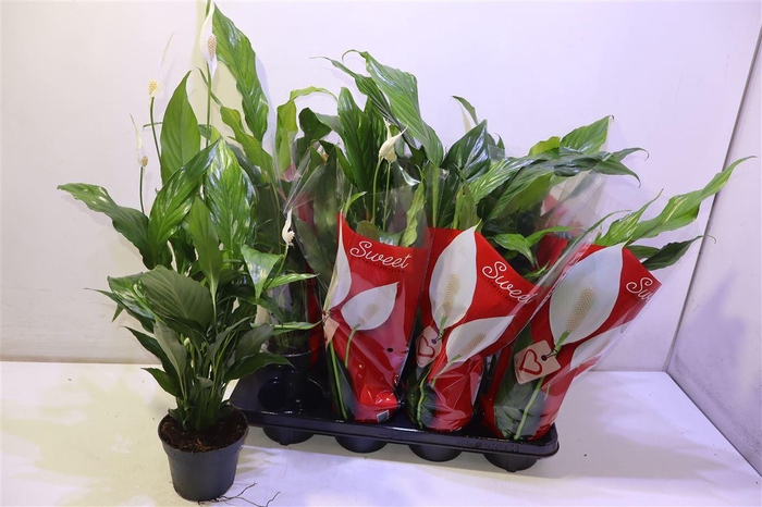 <h4>Spath Sweet Chico</h4>