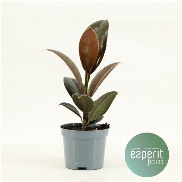 <h4>Ficus elastica Melany®</h4>