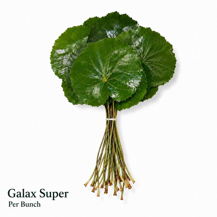 <h4>GALAX URCEOLATA BS</h4>