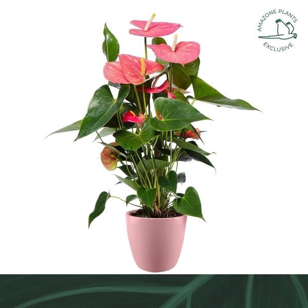 <h4>Anthurium Andreanum Grp Colorado</h4>