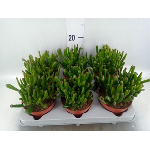 Crassula ovata 'Gollum'