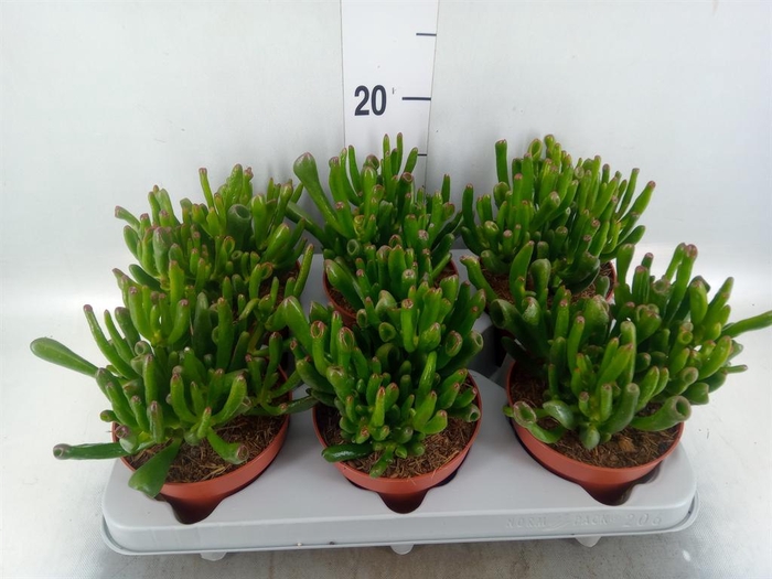 <h4>Crassula ovata 'Gollum'</h4>