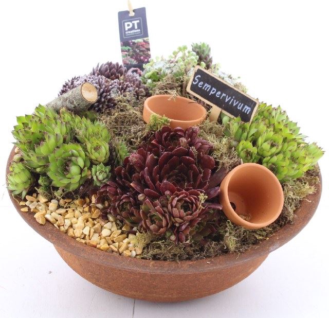 <h4>ARR SEMPERVIVUM</h4>