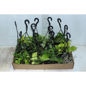PLANTA PENDENTE VARIADO C13