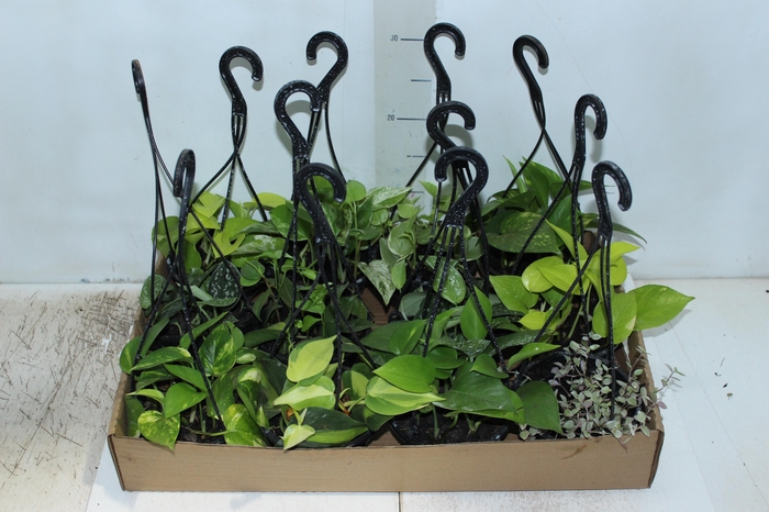 <h4>PLANTA PENDENTE VARIADO C13</h4>