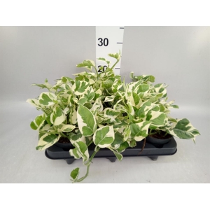 Epipremnum pinn. 'NJoy'