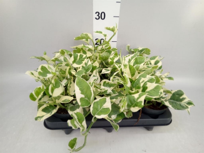 <h4>Epipremnum pinn. 'NJoy'</h4>