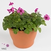Oxalis brasiliensis