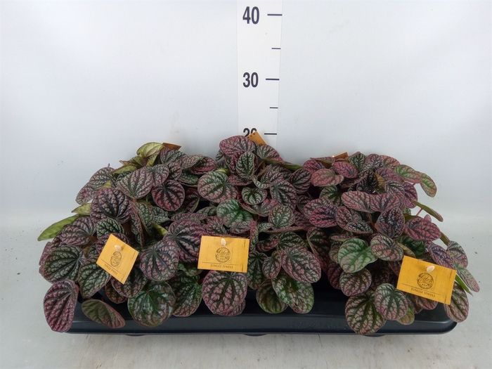 <h4>Peperomia</h4>