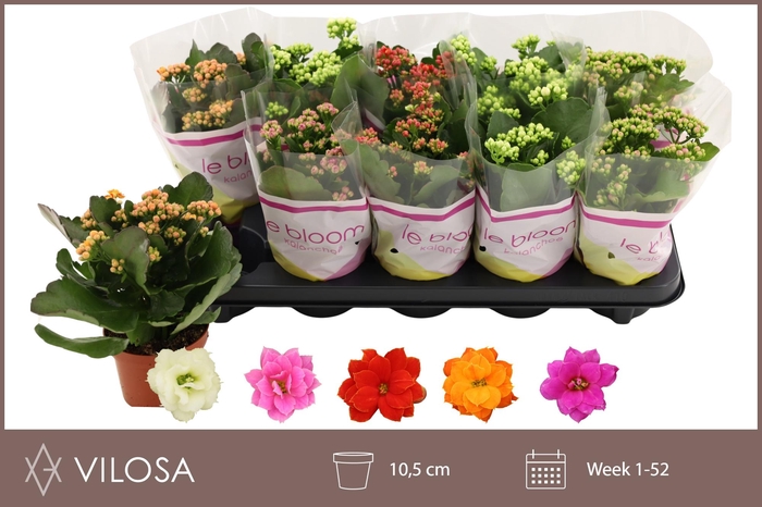 <h4>KAL GE GEM 5 KL</h4>