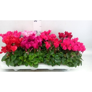 Cyclamen KL 'Compact'