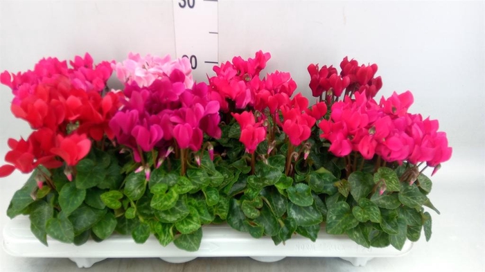 <h4>Cyclamen KL 'Compact'</h4>