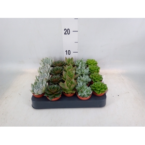 Echeveria   ...mix
