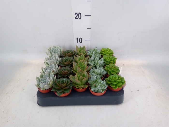 <h4>Echeveria   ...mix</h4>
