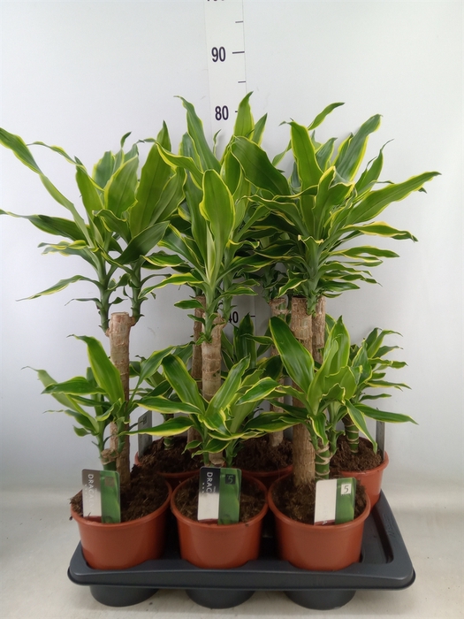 <h4>Dracaena frag. 'Golden Coast'</h4>