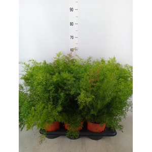 Asparagus dens. 'Cwebe'