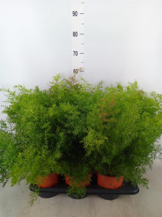 <h4>Asparagus dens. 'Cwebe'</h4>