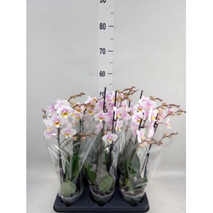 Phalaenopsis multi. 'Ant San Jose'