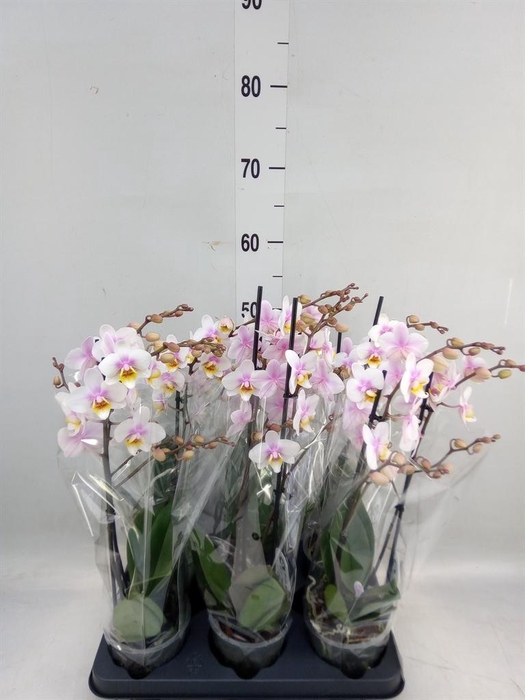 <h4>Phalaenopsis multi. 'Ant San Jose'</h4>