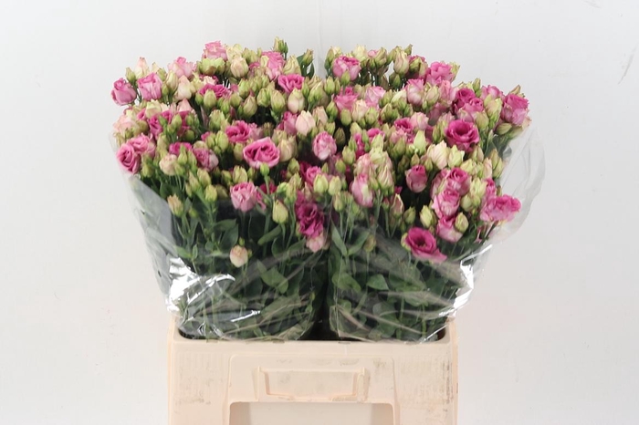 <h4>Eus G Rosita Cherry</h4>