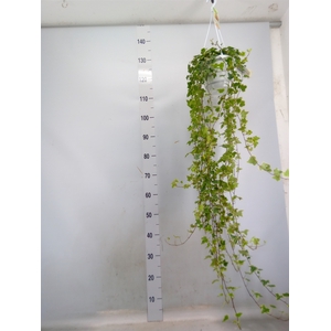 Hedera helix 'Eva'