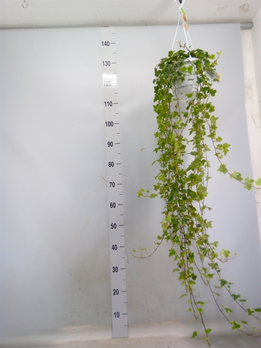 <h4>Hedera helix 'Eva'</h4>