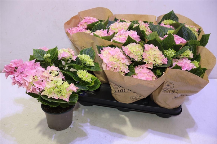 <h4>arr8 Hydr M Ov Pink</h4>