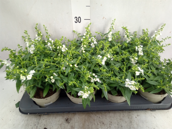 <h4>Angelonia  'Serena White'</h4>