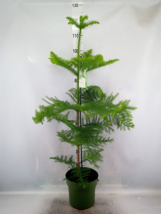 <h4>Araucaria heterophylla</h4>