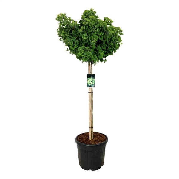 <h4>Ginkgo biloba 'Mariken'</h4>