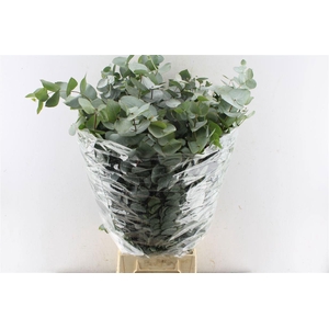 EUC CINEREA PER BOS
