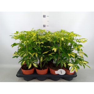 Schefflera arbor. 'Gerda'