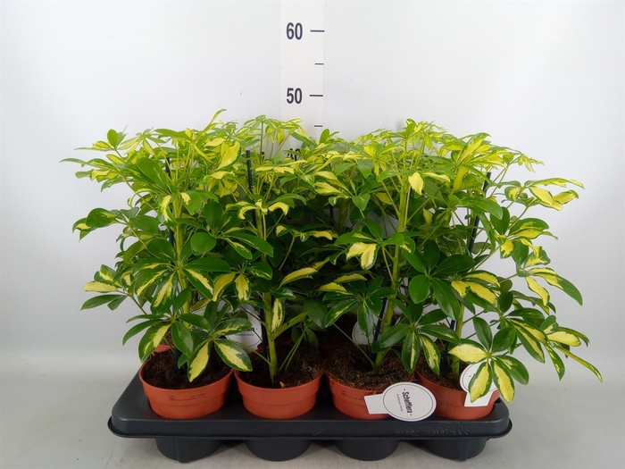<h4>Schefflera arbor. 'Gerda'</h4>