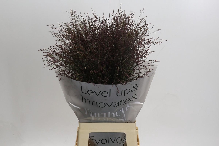 <h4>Panicum Virgatum Warrior</h4>