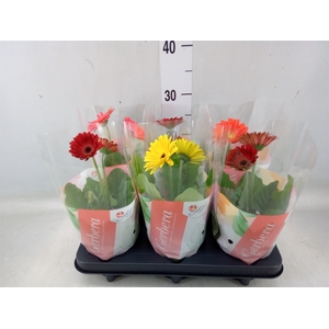 Gerbera  'Colourgame'   ...mix