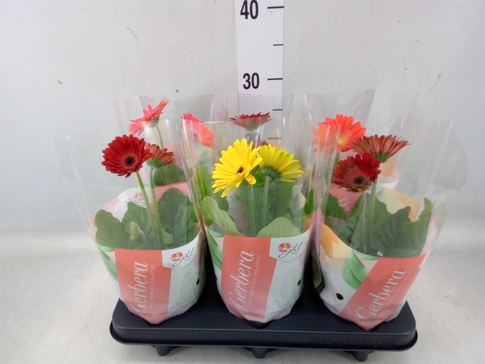 <h4>Gerbera  'Colourgame'   ...mix</h4>