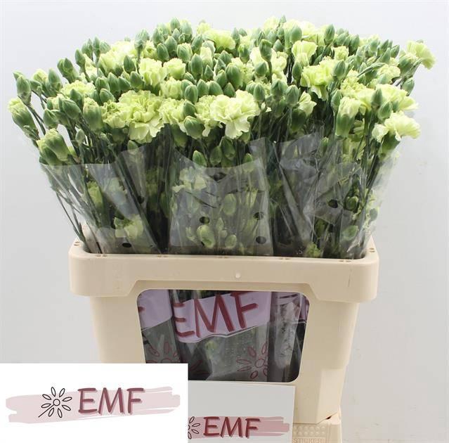 <h4>DI TR SKADI</h4>