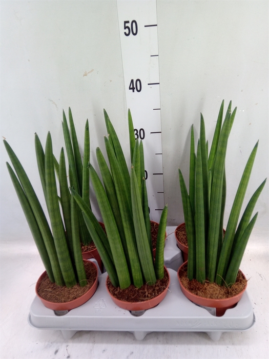 <h4>Sansevieria   ...</h4>