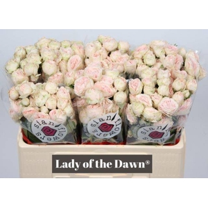 Rosa spray lady of the dawn