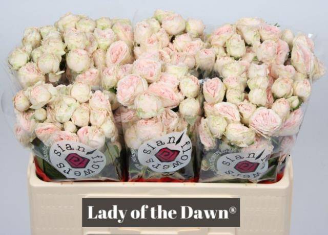 <h4>Rosa spray lady of the dawn</h4>