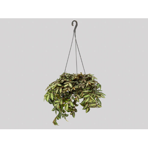 PELLIONIA REPENS C21