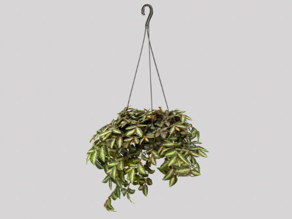 <h4>PELLIONIA REPENS C21</h4>